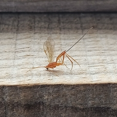 Macrocentrinae