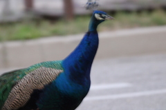 Pavo cristatus