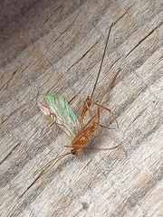 Macrocentrinae