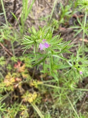 Geranium dissectum