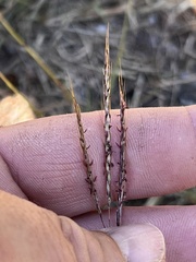 Bothriochloa ischaemum