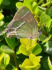 Callophrys xami xami