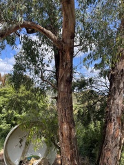 Eucalyptus obliqua