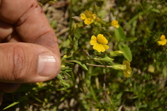 Mecardonia procumbens