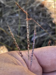 Bothriochloa ischaemum