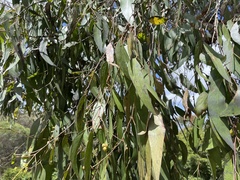 Eucalyptus obliqua