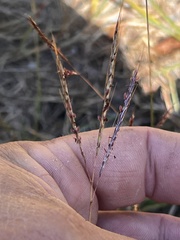 Bothriochloa ischaemum