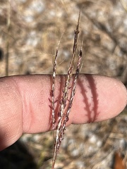 Bothriochloa ischaemum