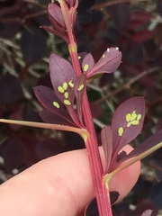 Liosomaphis berberidis