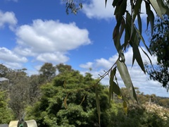 Eucalyptus obliqua