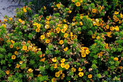 Pultenaea pedunculata