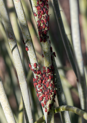 Oncopeltus fasciatus