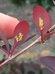 Liosomaphis berberidis