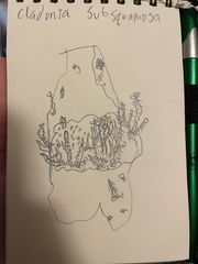 Cladonia subsquamosa