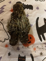 Cladonia subsquamosa