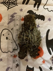 Cladonia subsquamosa