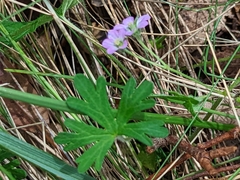 Geranium solanderi