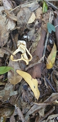 Pseudocolus fusiformis