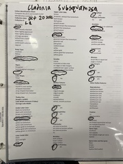 Cladonia subsquamosa