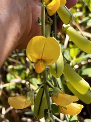 Crotalaria spectabilis