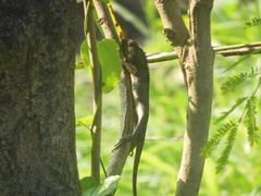Calotes versicolor