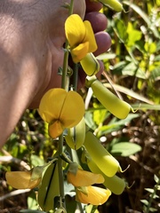 Crotalaria spectabilis