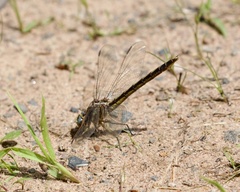 Phanogomphus