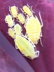 Liosomaphis berberidis