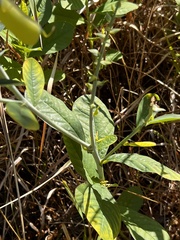 Crotalaria spectabilis
