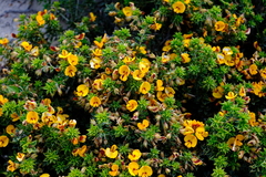Pultenaea pedunculata