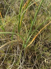 Panicum racemosum