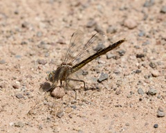 Phanogomphus