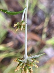 Euchiton
