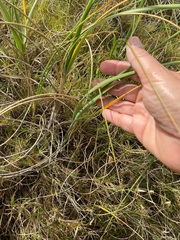 Panicum racemosum