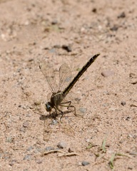 Phanogomphus