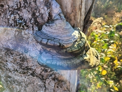 Phellinus tremulae
