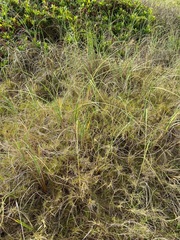 Panicum racemosum
