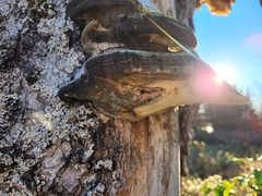 Phellinus tremulae