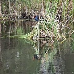 Porphyrio melanotus