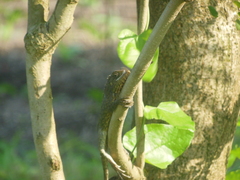 Calotes versicolor