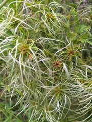 Clematis microphylla