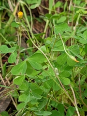 Oxalis perennans