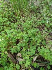 Oxalis perennans