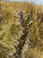 Opuntia aurantiaca