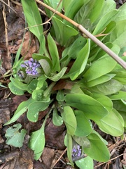 Mertensia virginica
