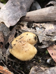 Amanita xanthocephala