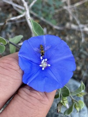 Jacquemontia abutiloides