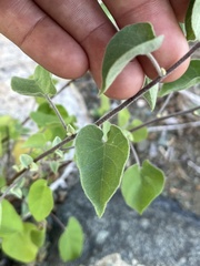 Jacquemontia abutiloides