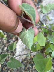 Jacquemontia abutiloides