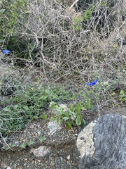 Jacquemontia abutiloides